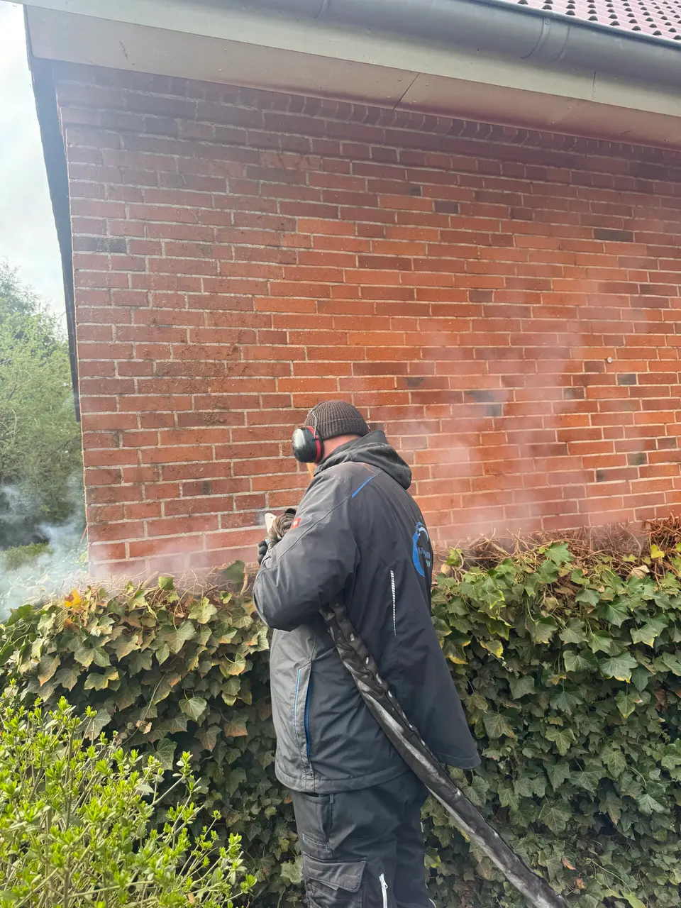Efeureste werden mit Trockeneis von der Wand entfernt